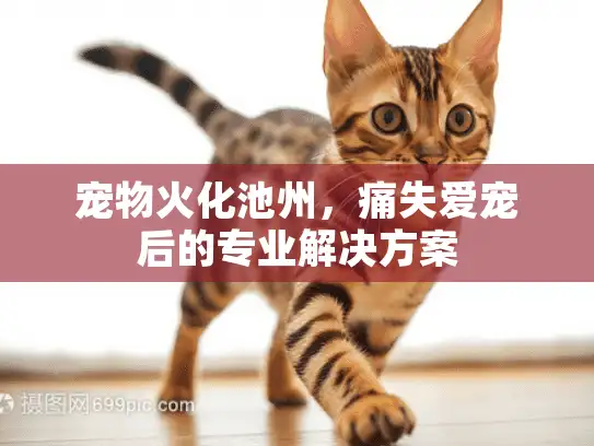 宠物火化池州，痛失爱宠后的专业解决方案