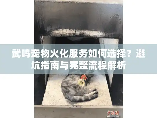 武鸣宠物火化服务如何选择？避坑指南与完整流程解析