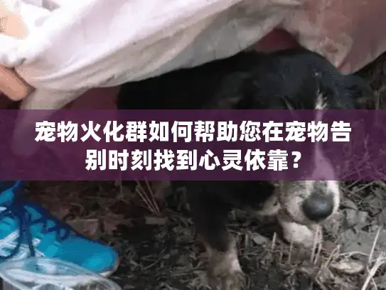 宠物火化群如何帮助您在宠物告别时刻找到心灵依靠？