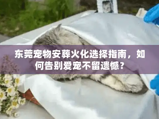 东莞宠物安葬火化选择指南，如何告别爱宠不留遗憾？