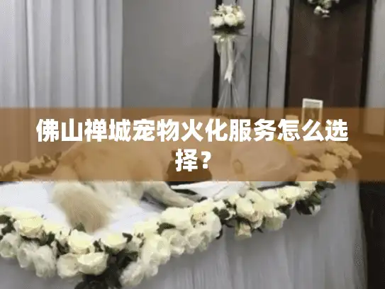 佛山禅城宠物火化服务怎么选择？