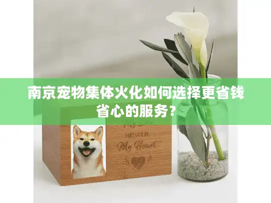 南京宠物集体火化如何选择更省钱省心的服务？