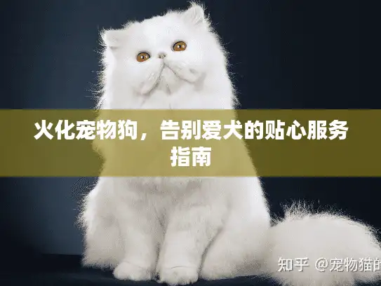 火化宠物狗，告别爱犬的贴心服务指南