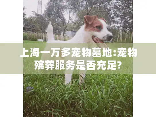 上海一万多宠物墓地:宠物殡葬服务是否充足?