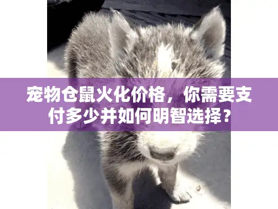 宠物仓鼠火化价格，你需要支付多少并如何明智选择？