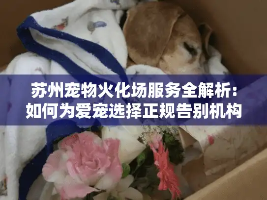 苏州宠物火化场服务全解析:如何为爱宠选择正规告别机构