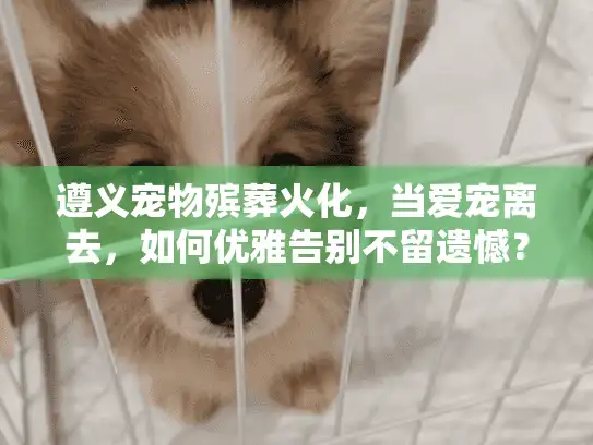 遵义宠物殡葬火化，当爱宠离去，如何优雅告别不留遗憾？