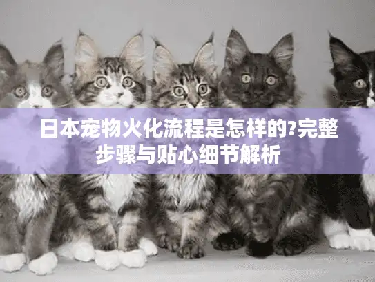 日本宠物火化流程是怎样的?完整步骤与贴心细节解析