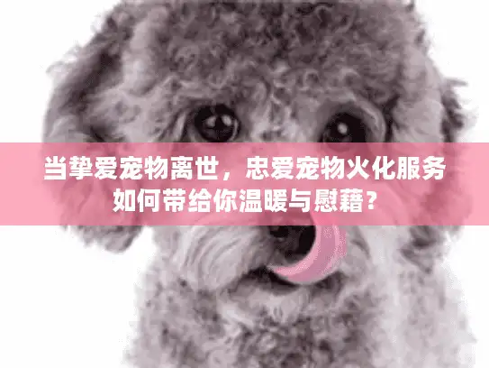 当挚爱宠物离世，忠爱宠物火化服务如何带给你温暖与慰藉？