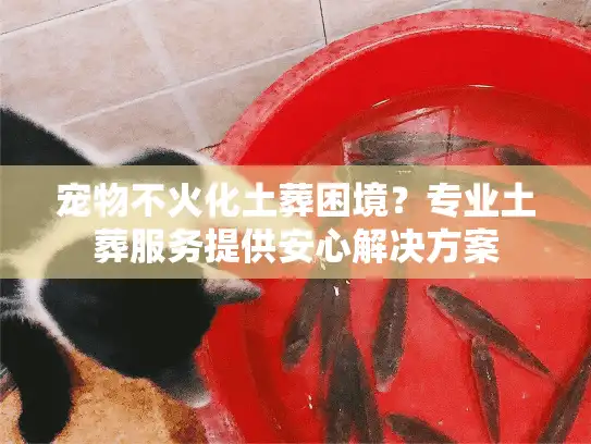 宠物不火化土葬困境？专业土葬服务提供安心解决方案