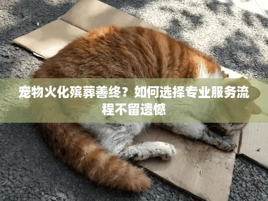 宠物火化殡葬善终？如何选择专业服务流程不留遗憾