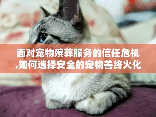 面对宠物殡葬服务的信任危机,如何选择安全的宠物善终火化炉?