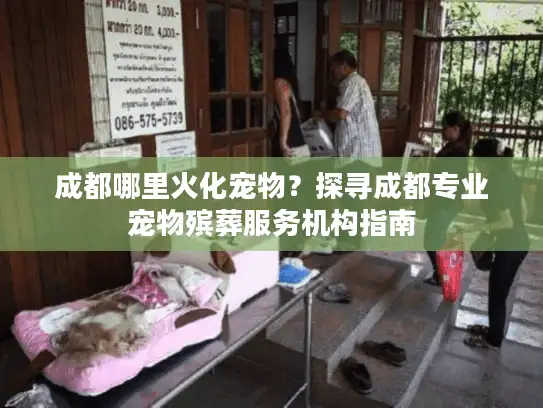 成都哪里火化宠物？探寻成都专业宠物殡葬服务机构指南
