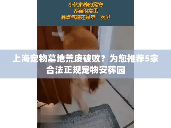 上海宠物墓地荒废破败？为您推荐5家合法正规宠物安葬园