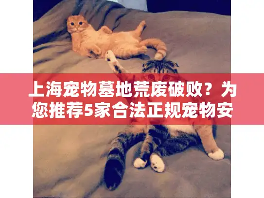 上海宠物墓地荒废破败？为您推荐5家合法正规宠物安葬园