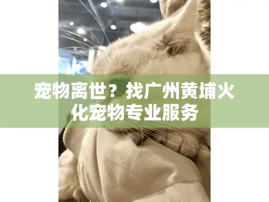 宠物离世？找广州黄埔火化宠物专业服务