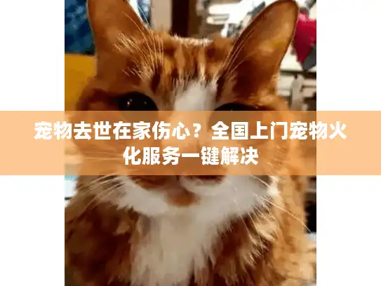 宠物去世在家伤心？全国上门宠物火化服务一键解决