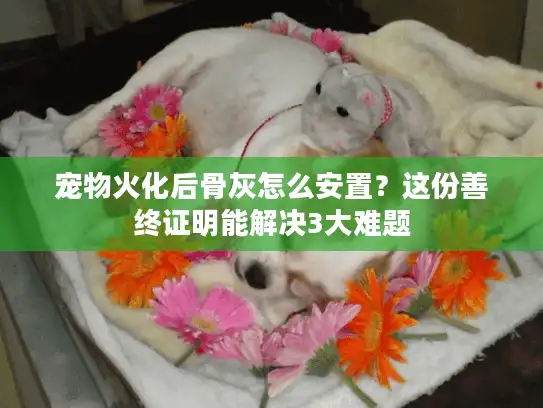 宠物火化后骨灰怎么安置？这份善终证明能解决3大难题
