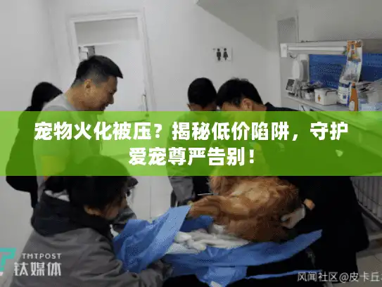 宠物火化被压？揭秘低价陷阱，守护爱宠尊严告别！