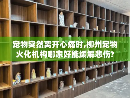 宠物突然离开心痛时,柳州宠物火化机构哪家好能缓解悲伤?