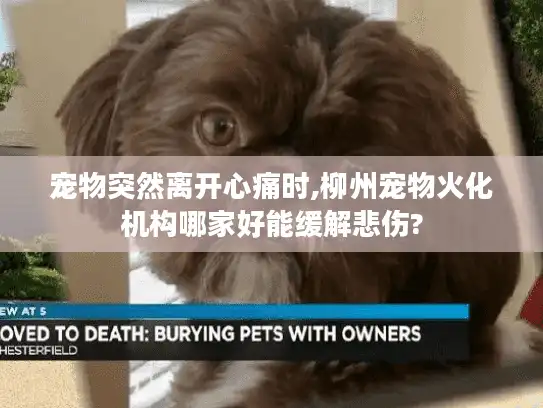 宠物突然离开心痛时,柳州宠物火化机构哪家好能缓解悲伤?
