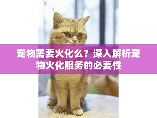 宠物需要火化么？深入解析宠物火化服务的必要性