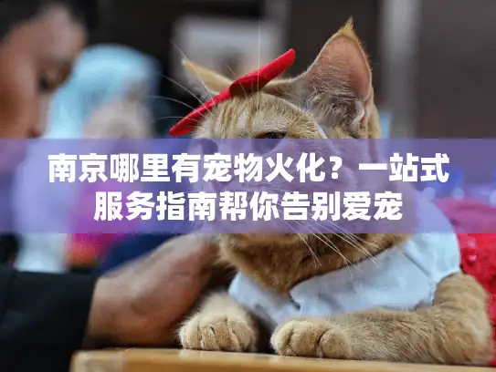 南京哪里有宠物火化？一站式服务指南帮你告别爱宠