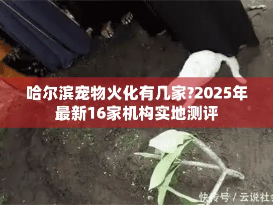 哈尔滨宠物火化有几家?2025年最新16家机构实地测评