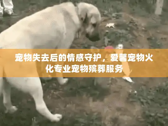 宠物失去后的情感守护，爱馨宠物火化专业宠物殡葬服务