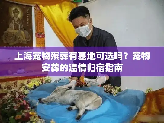 上海宠物殡葬有墓地可选吗？宠物安葬的温情归宿指南