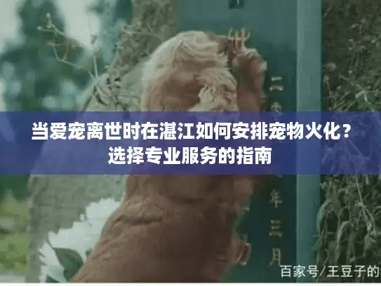 当爱宠离世时在湛江如何安排宠物火化？选择专业服务的指南