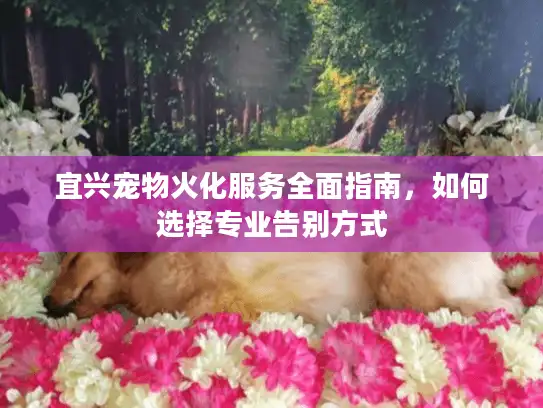 宜兴宠物火化服务全面指南，如何选择专业告别方式