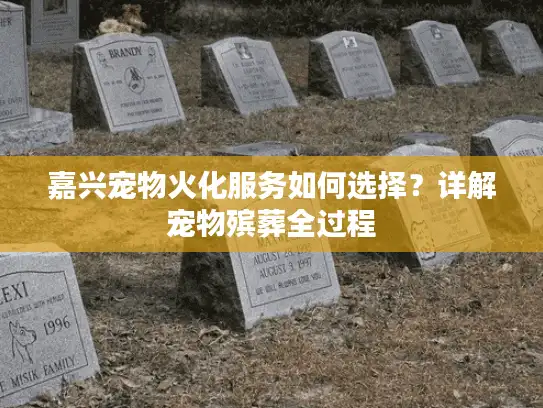 嘉兴宠物火化服务如何选择？详解宠物殡葬全过程