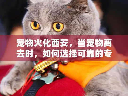 宠物火化西安，当宠物离去时，如何选择可靠的专业服务？