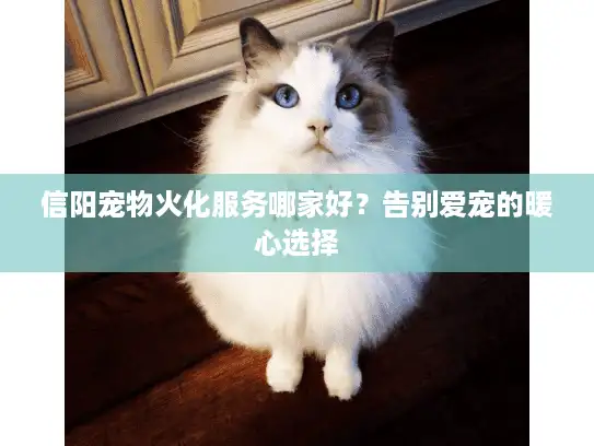 信阳宠物火化服务哪家好？告别爱宠的暖心选择