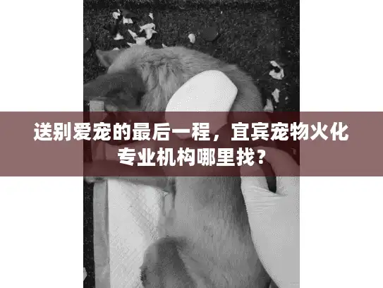 送别爱宠的最后一程，宜宾宠物火化专业机构哪里找？
