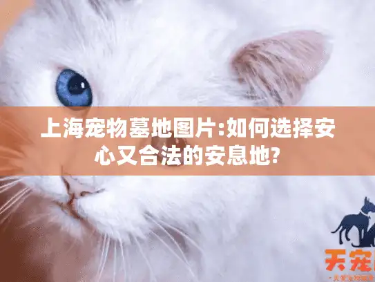 上海宠物墓地图片:如何选择安心又合法的安息地?