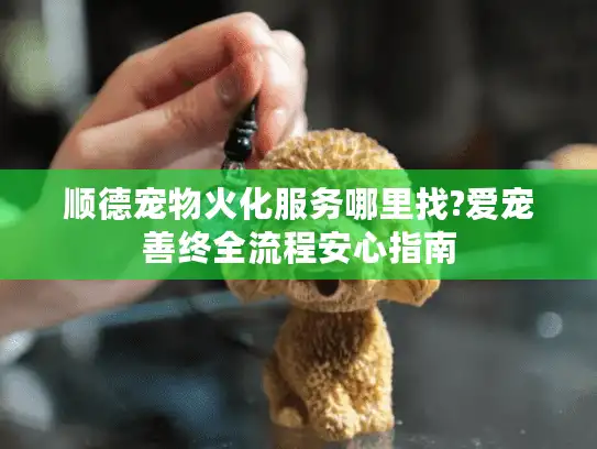 顺德宠物火化服务哪里找?爱宠善终全流程安心指南