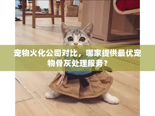 宠物火化公司对比，哪家提供最优宠物骨灰处理服务？