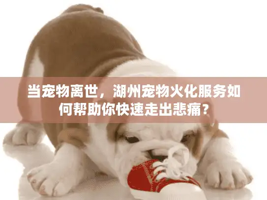 当宠物离世，湖州宠物火化服务如何帮助你快速走出悲痛？