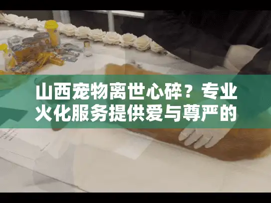 山西宠物离世心碎？专业火化服务提供爱与尊严的告别
