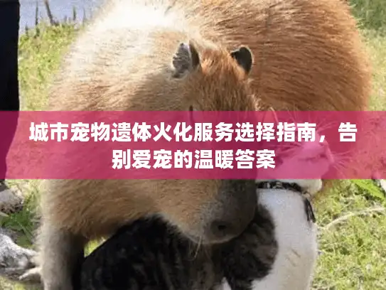 城市宠物遗体火化服务选择指南，告别爱宠的温暖答案