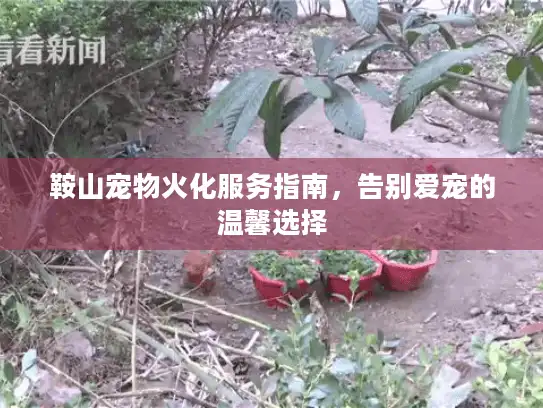 鞍山宠物火化服务指南，告别爱宠的温馨选择