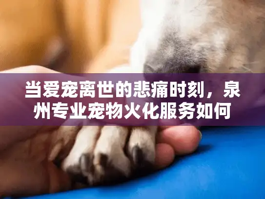 当爱宠离世的悲痛时刻，泉州专业宠物火化服务如何提供慰藉