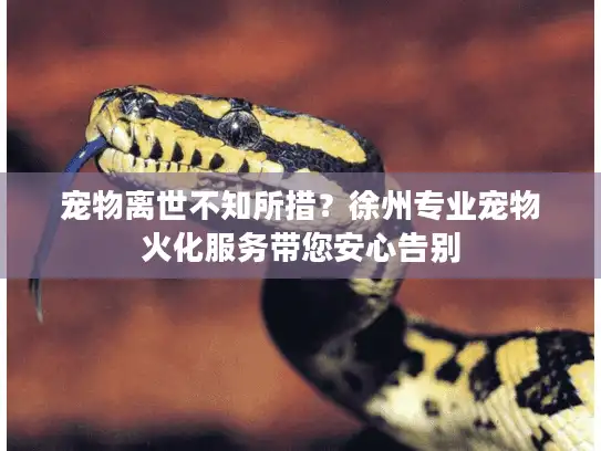 宠物离世不知所措？徐州专业宠物火化服务带您安心告别