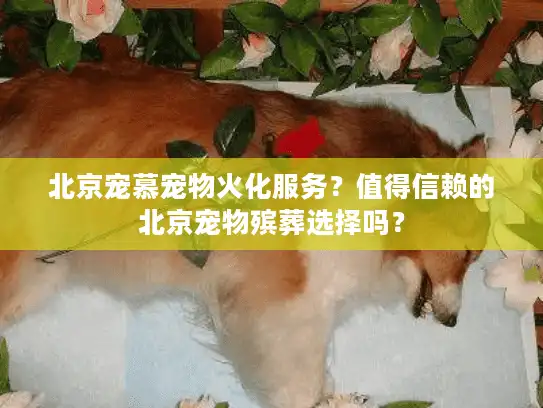 北京宠慕宠物火化服务？值得信赖的北京宠物殡葬选择吗？