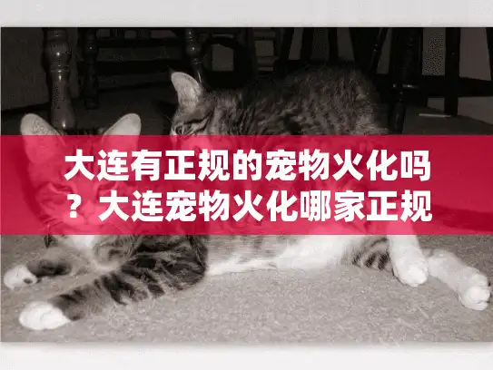 大连有正规的宠物火化吗？大连宠物火化哪家正规可靠？