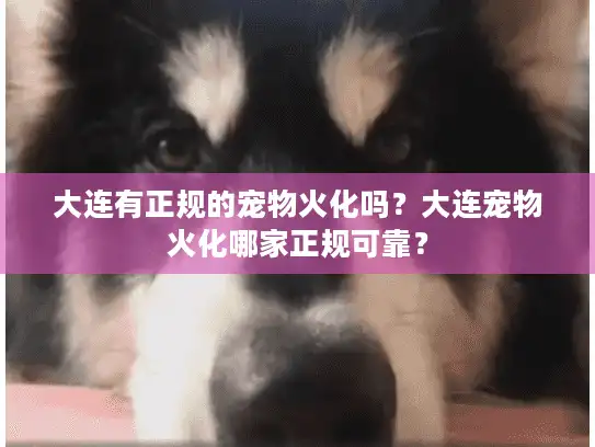 大连有正规的宠物火化吗？大连宠物火化哪家正规可靠？