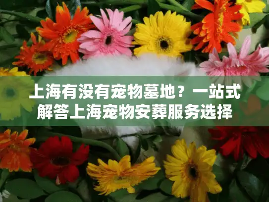 上海有没有宠物墓地？一站式解答上海宠物安葬服务选择