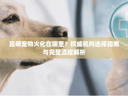 昆明宠物火化在哪里？权威机构选择指南与完整流程解析